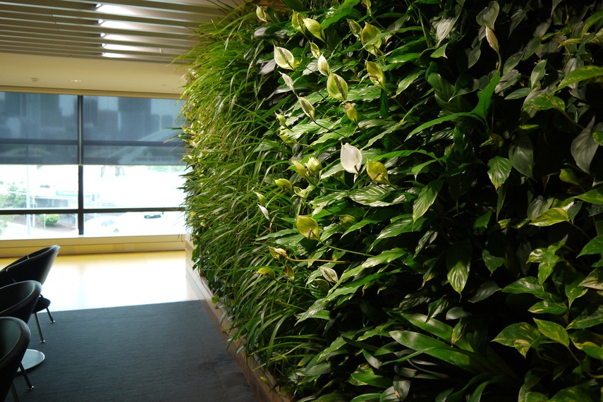 Green Walls absorb greenhouse gases and increase oxygen levels.