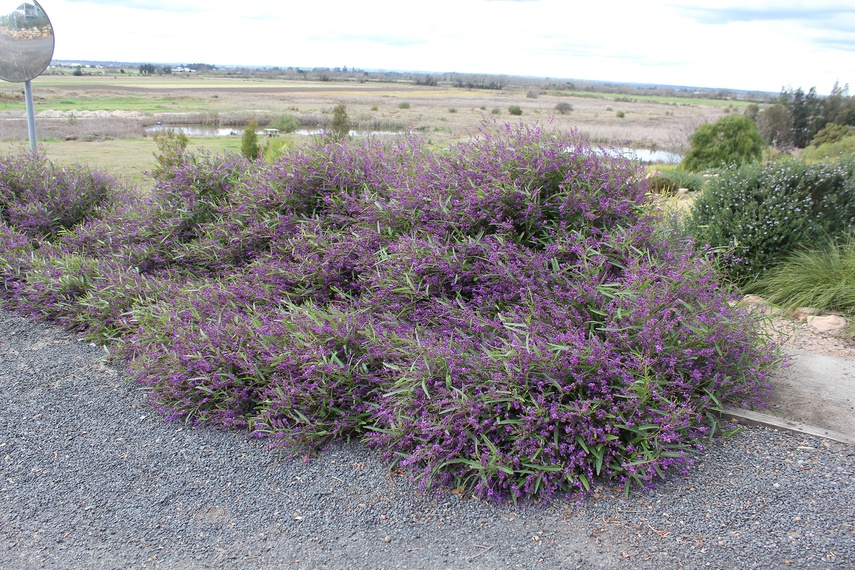 MeemaTM Hardenbergia is a tidier form