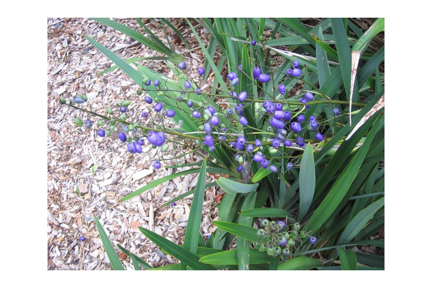Tasred boasts large purple berries in the summer months