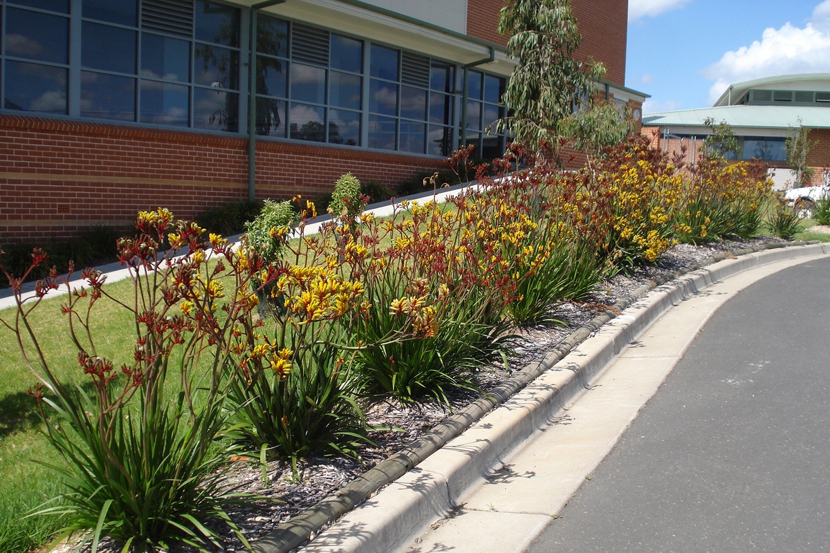 Velvet Kangaroo paws by Ozbreed Selector